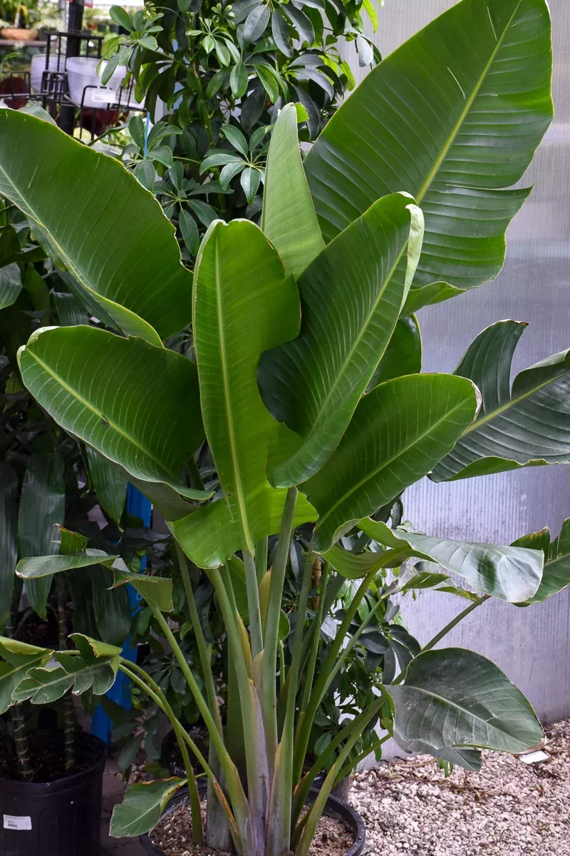 bird-paradise-white-14 Bird of Paradise, White 14"