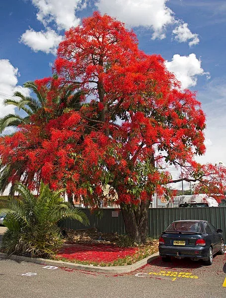 brachychiton-acerifolius-7-seeds-illawarra-flame-tree-garden-kurrajong Brachychiton Acerifolius 7 Seeds, Illawarra Flame Tree, Garden Kurrajong