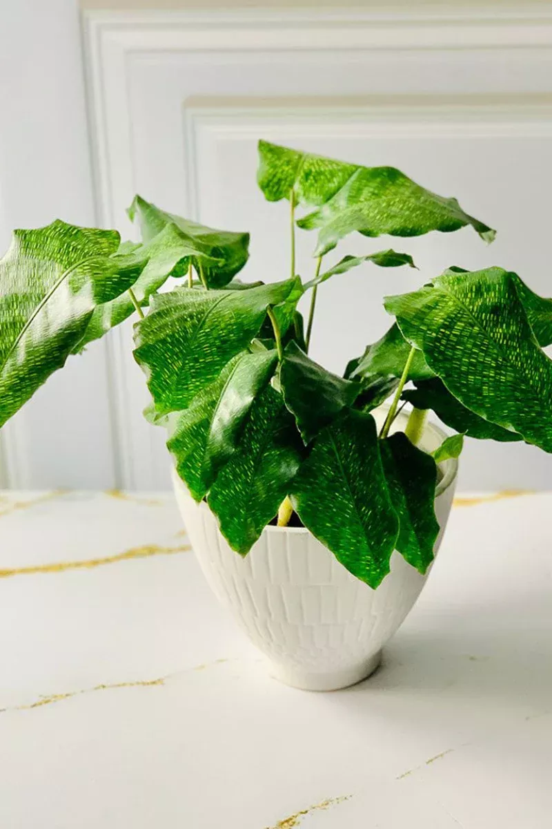calathea-mosaica-6 Calathea, Mosaica 6"