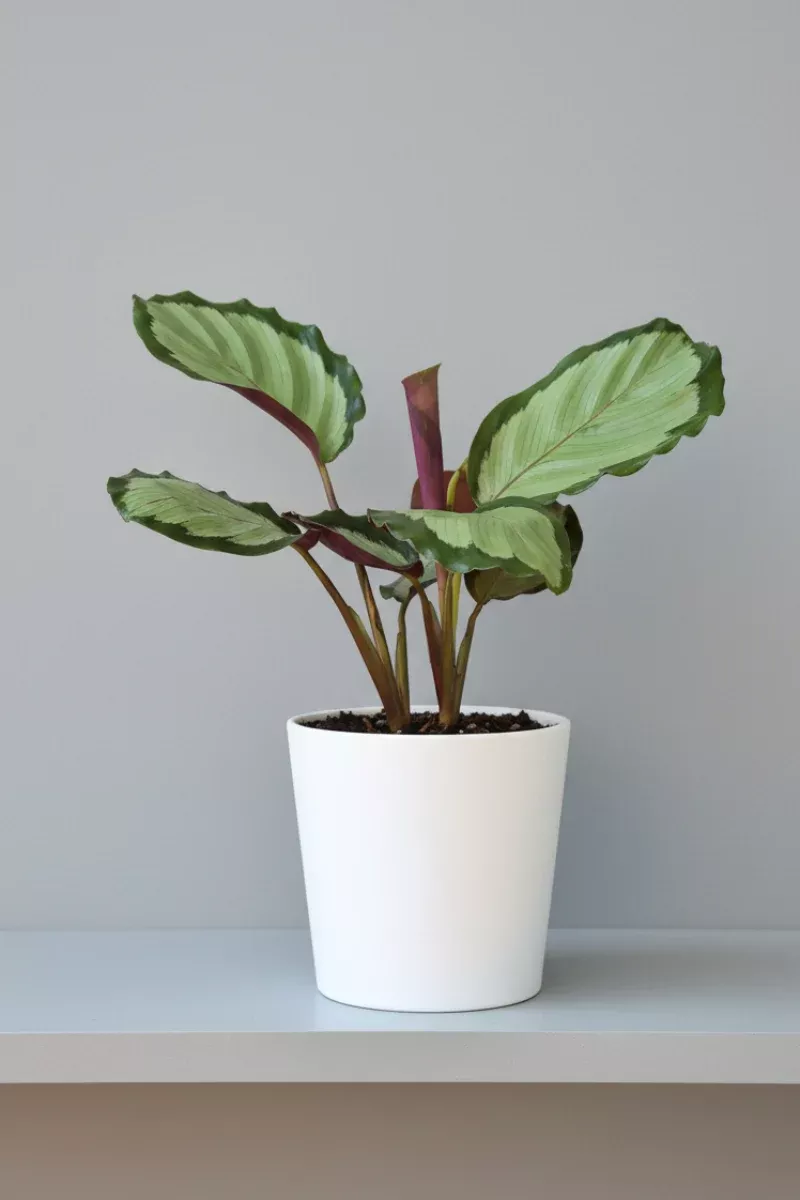 calathea-roseopicta-northern-lights-4 Calathea, Roseopicta Northern Lights 4"