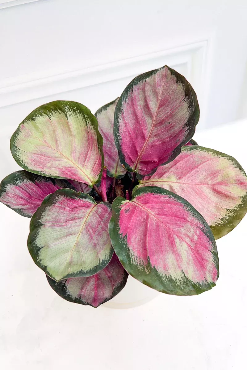 calathea-rosy-6 Calathea, Rosy 6"