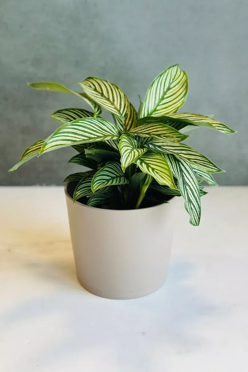 calathea-vittata-6 Calathea, Vittata 6"