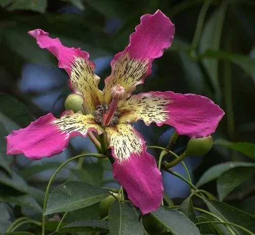ceiba-speciosa-10-seeds-hardy-pink-chorisia-kapok-silk-floss-tree Ceiba Speciosa 10 Seeds, Hardy Pink Chorisia Kapok Silk Floss Tree