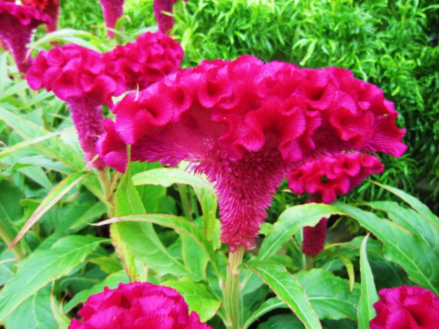 celosia-cristata-pink-crested-cockscomb-edible-flowering-heirloom-seeds Celosia Cristata Pink, Crested Cockscomb, Edible Flowering Heirloom Seeds