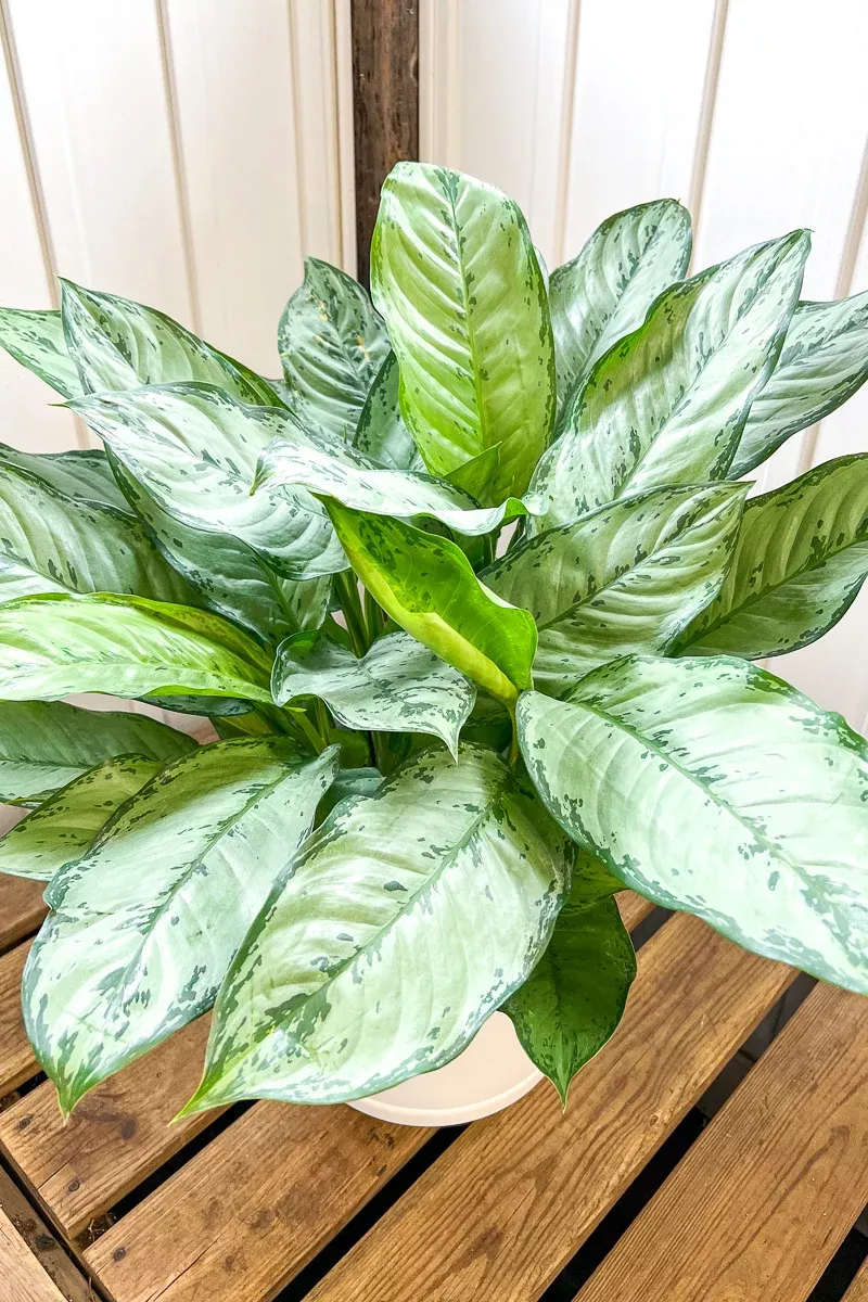 chinese-evergreen-bj-freeman-10 Chinese Evergreen, BJ Freeman 10"