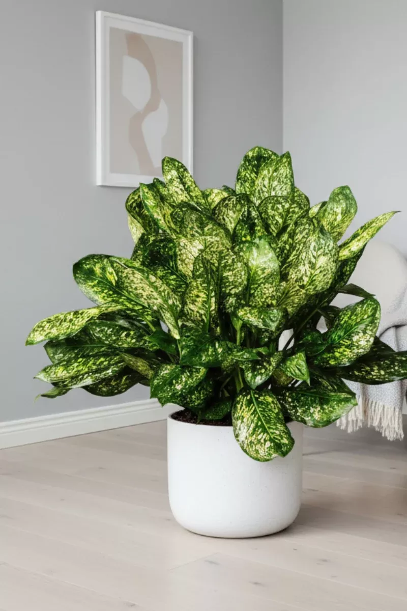 chinese-evergreen-lumina-yellow-10 Chinese Evergreen, Lumina Yellow 10"