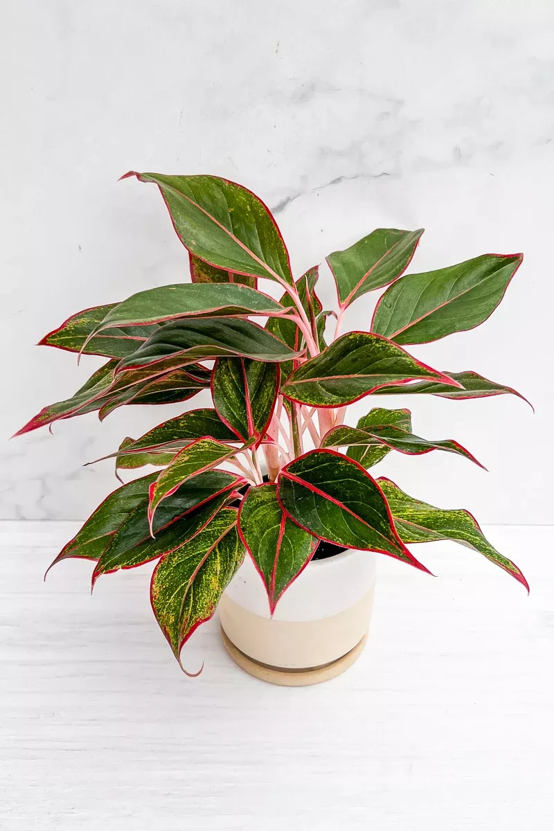 chinese-evergreen-siam-6 Chinese Evergreen, Siam 6"