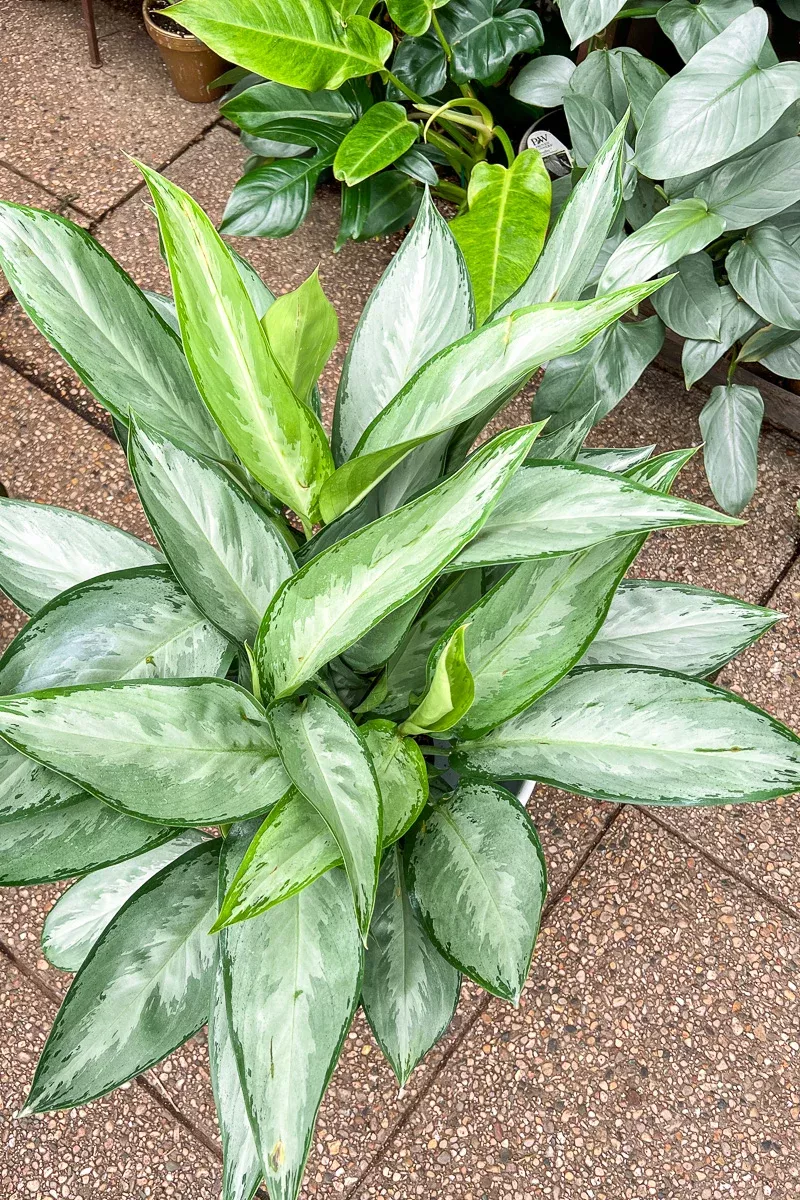chinese-evergreen-silverado-10 Chinese Evergreen, Silverado 10"
