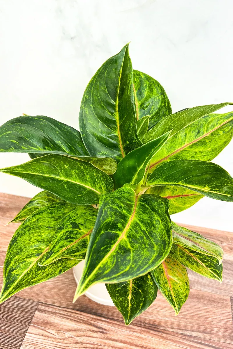 chinese-evergreen-sparkling-sarah-6 Chinese Evergreen, Sparkling Sarah 6"