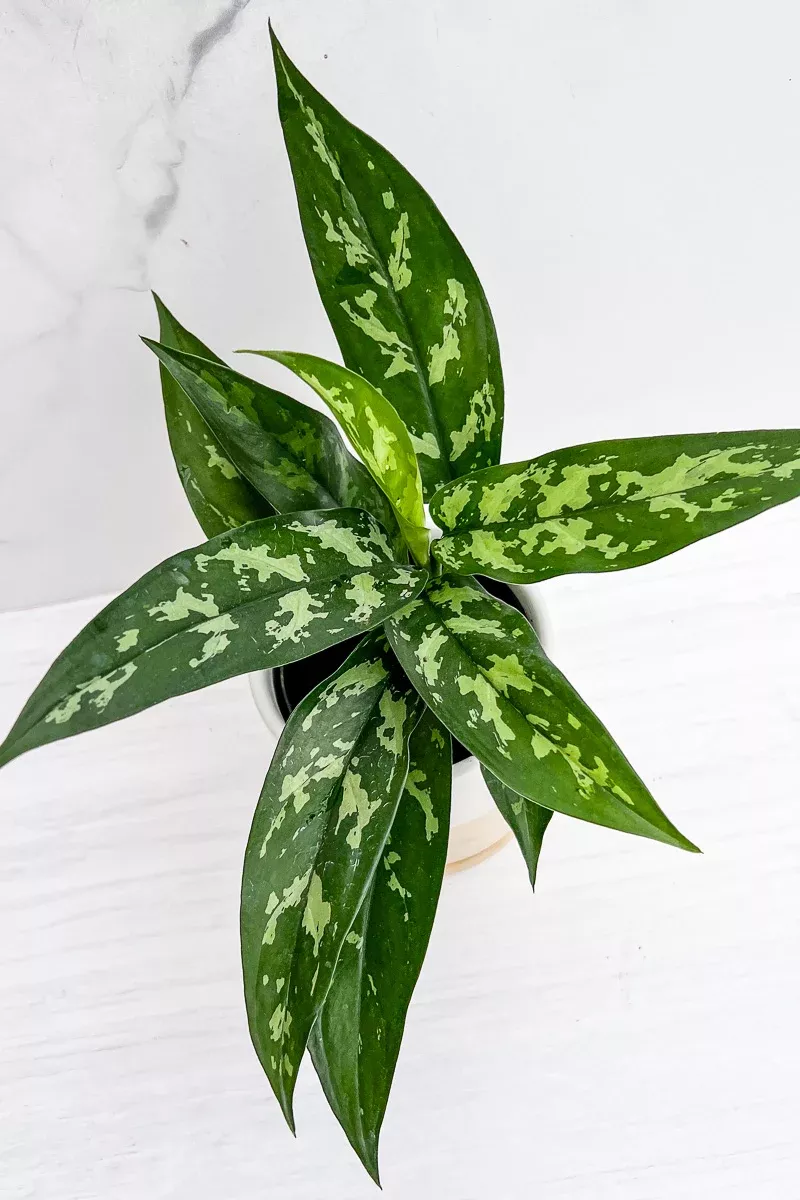 chinese-evergreen-tigress-6 Chinese Evergreen, Tigress 6"