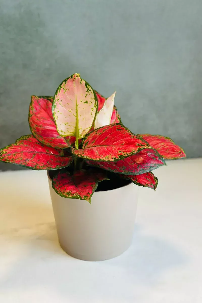 chinese-evergreen-very-red-6 Chinese Evergreen, Very Red 6"