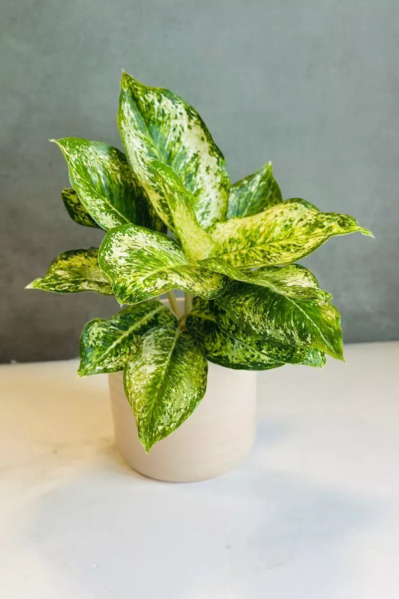 chinese-evergreen-white-rose-6 Chinese Evergreen, White Rose 6"