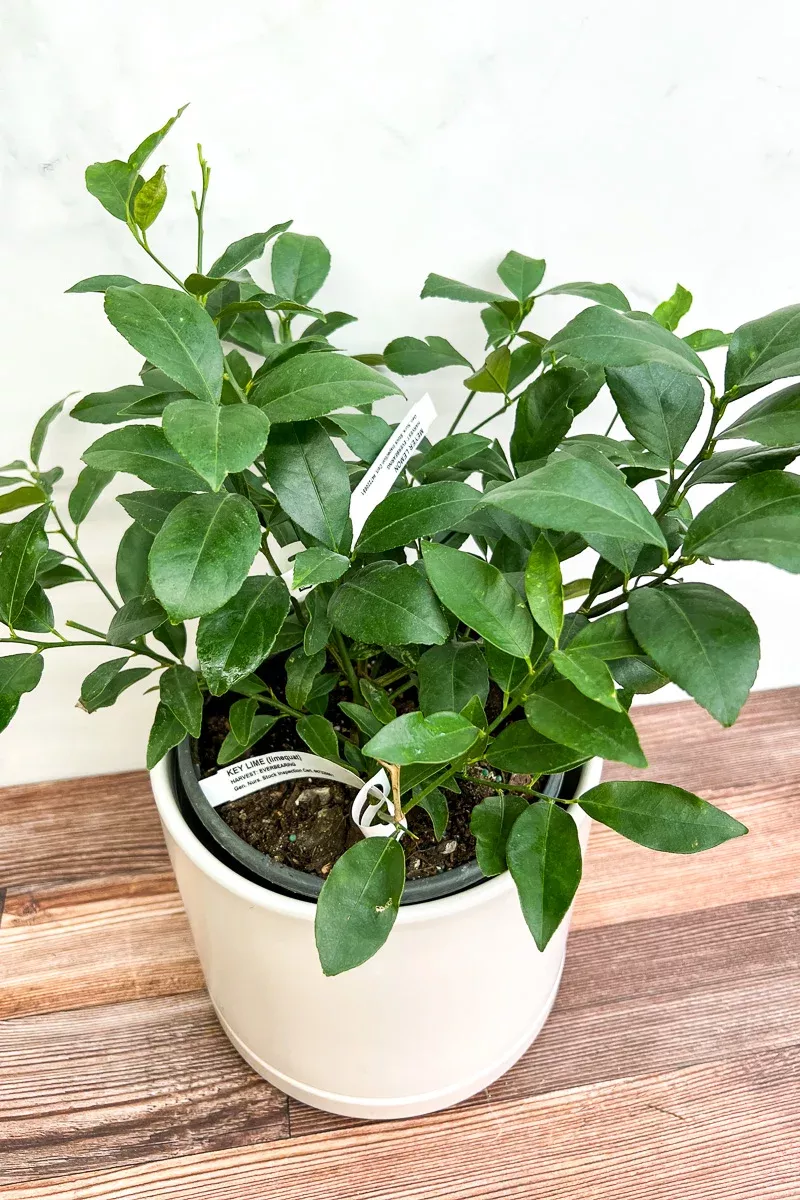 citrus-cocktail-tree-bush-8 Citrus, Cocktail Tree Bush 8"