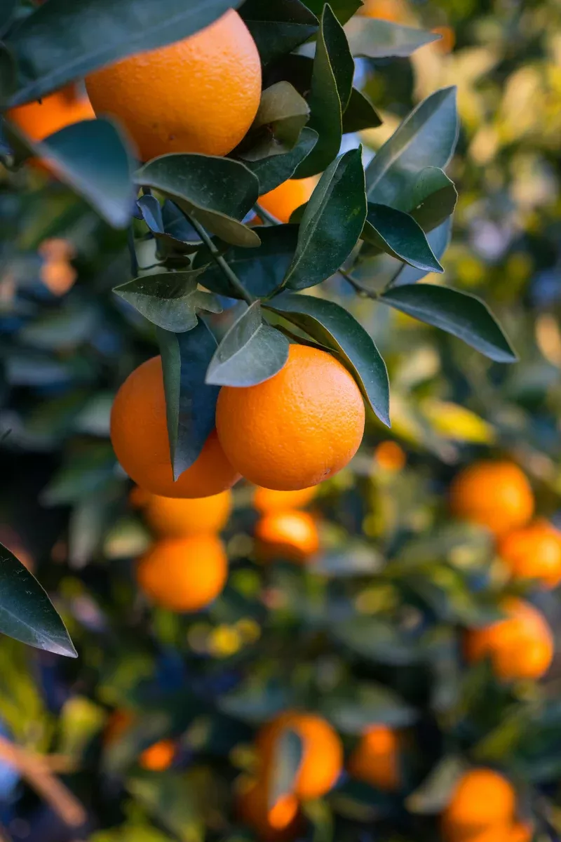 citrus-hamlin-sweet-orange-12 Citrus, Hamlin Sweet Orange 12"