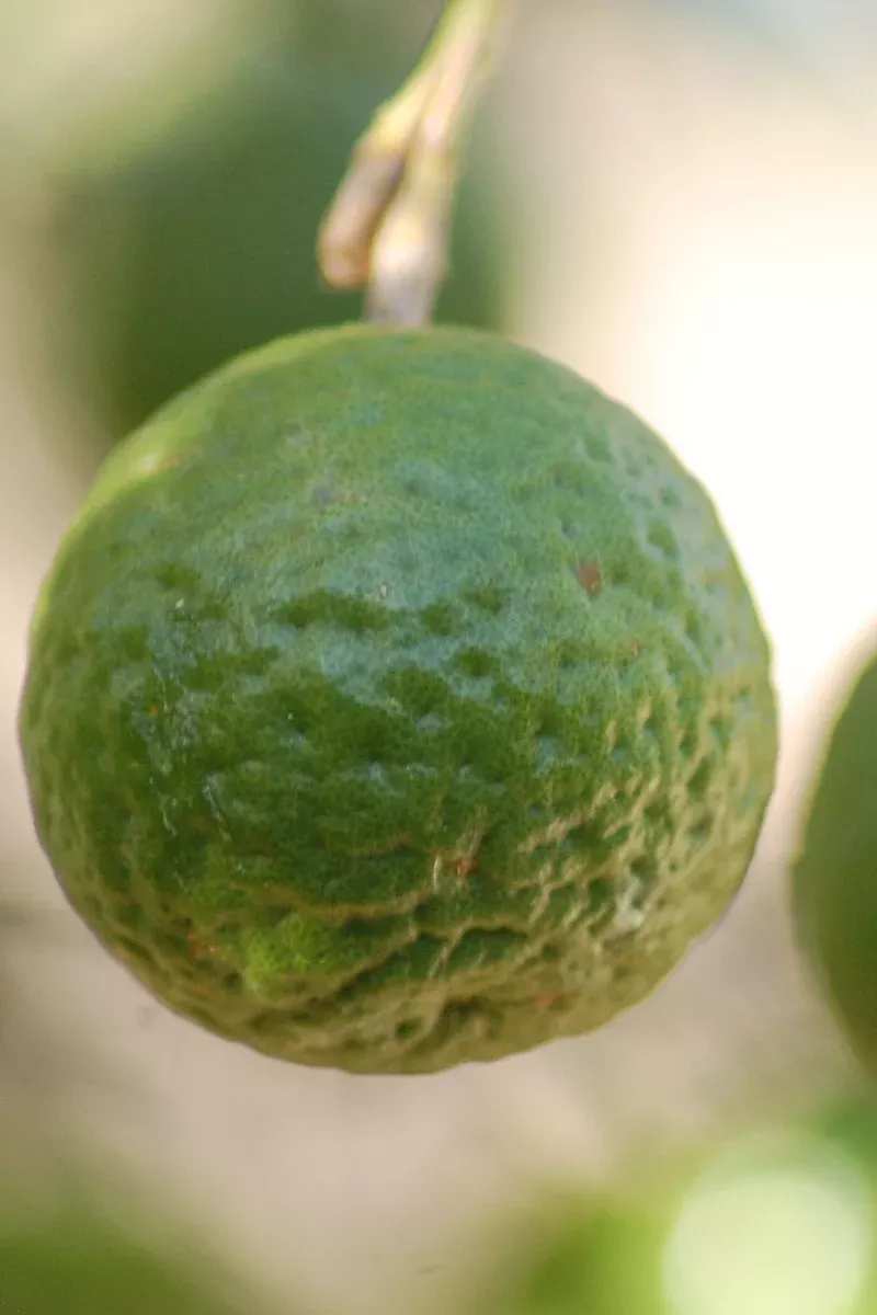 citrus-lime-kaffir-12 Citrus, Lime Kaffir 12"