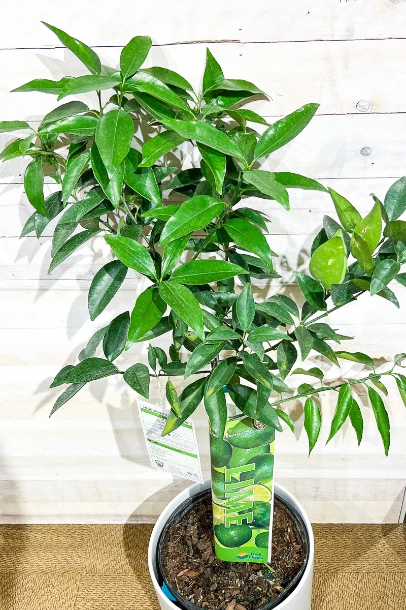 citrus-thorny-key-lime-standard-12 Citrus, Thorny Key Lime Standard 12"