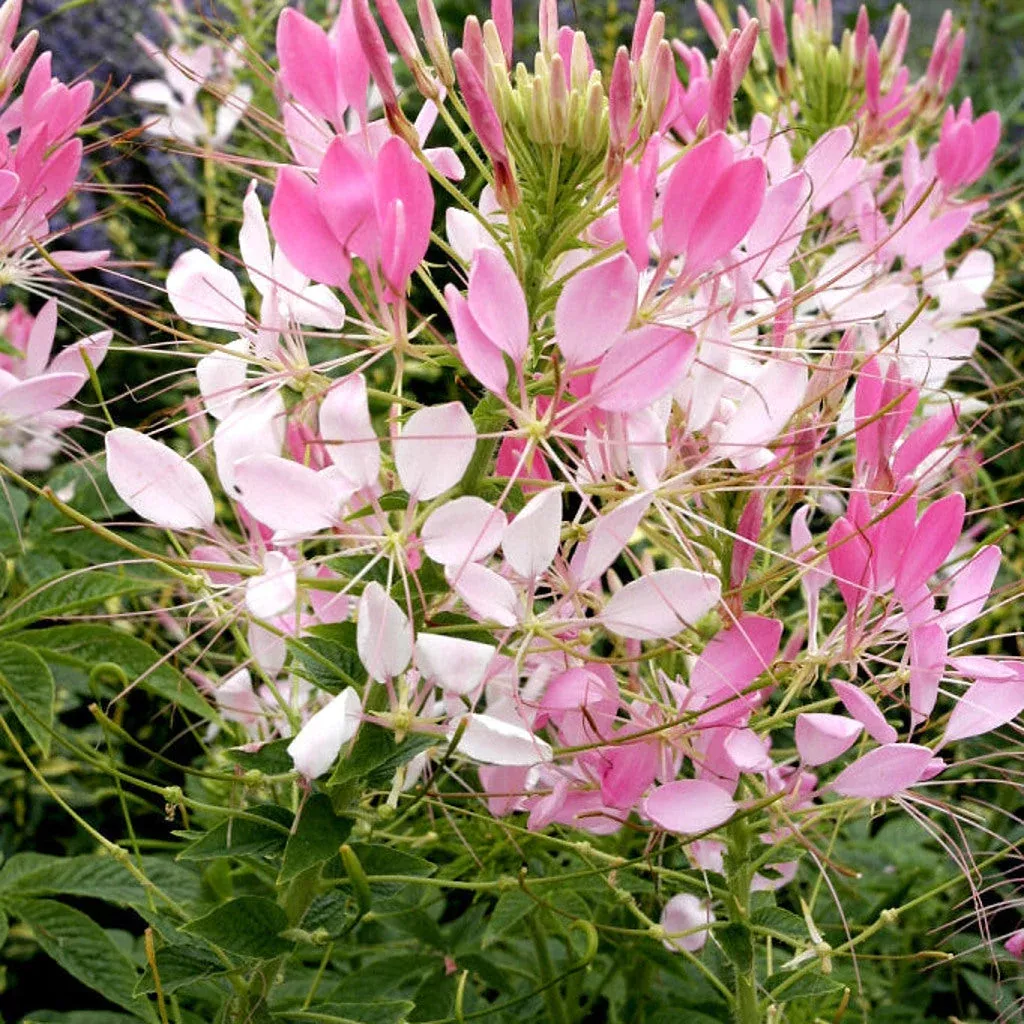 cleome-seeds-spider-flower-50-seeds-self-seeding-annual-pink-purple-blooms Cleome Seeds (Spider Flower) – 50 Seeds, Self-Seeding Annual, Pink & Purple Blooms