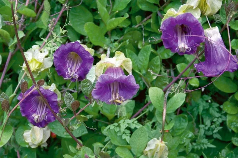 cobaea-scandens-vine-10-seeds-cup-saucer-climber-cathedral-bells Cobaea Scandens Vine 10 Seeds, Cup & Saucer Climber, Cathedral Bells