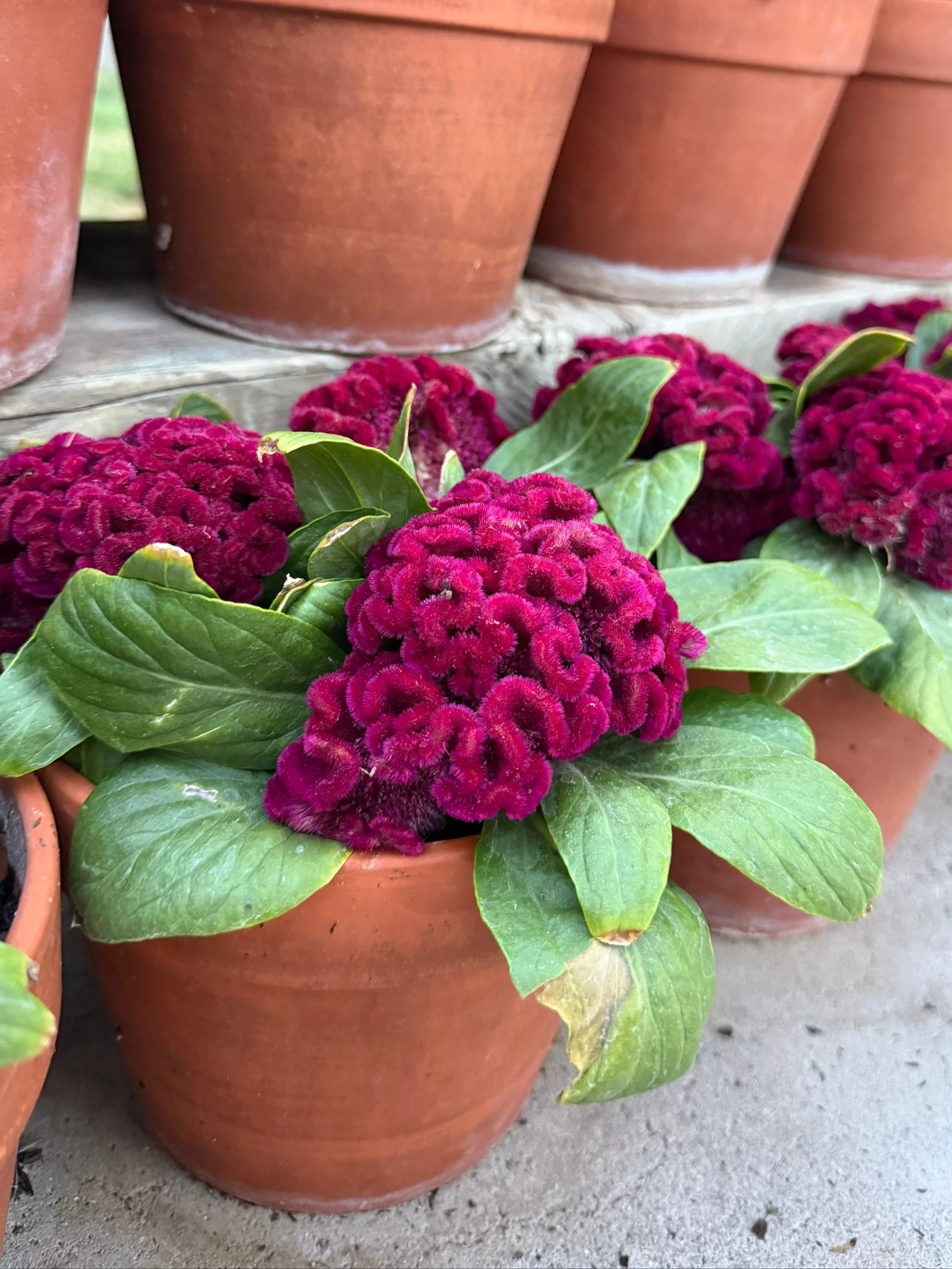 cockscomb-celosia-brainiac-mad-magenta-seeds Cockscomb celosia Brainiac mad 'Magenta' seeds