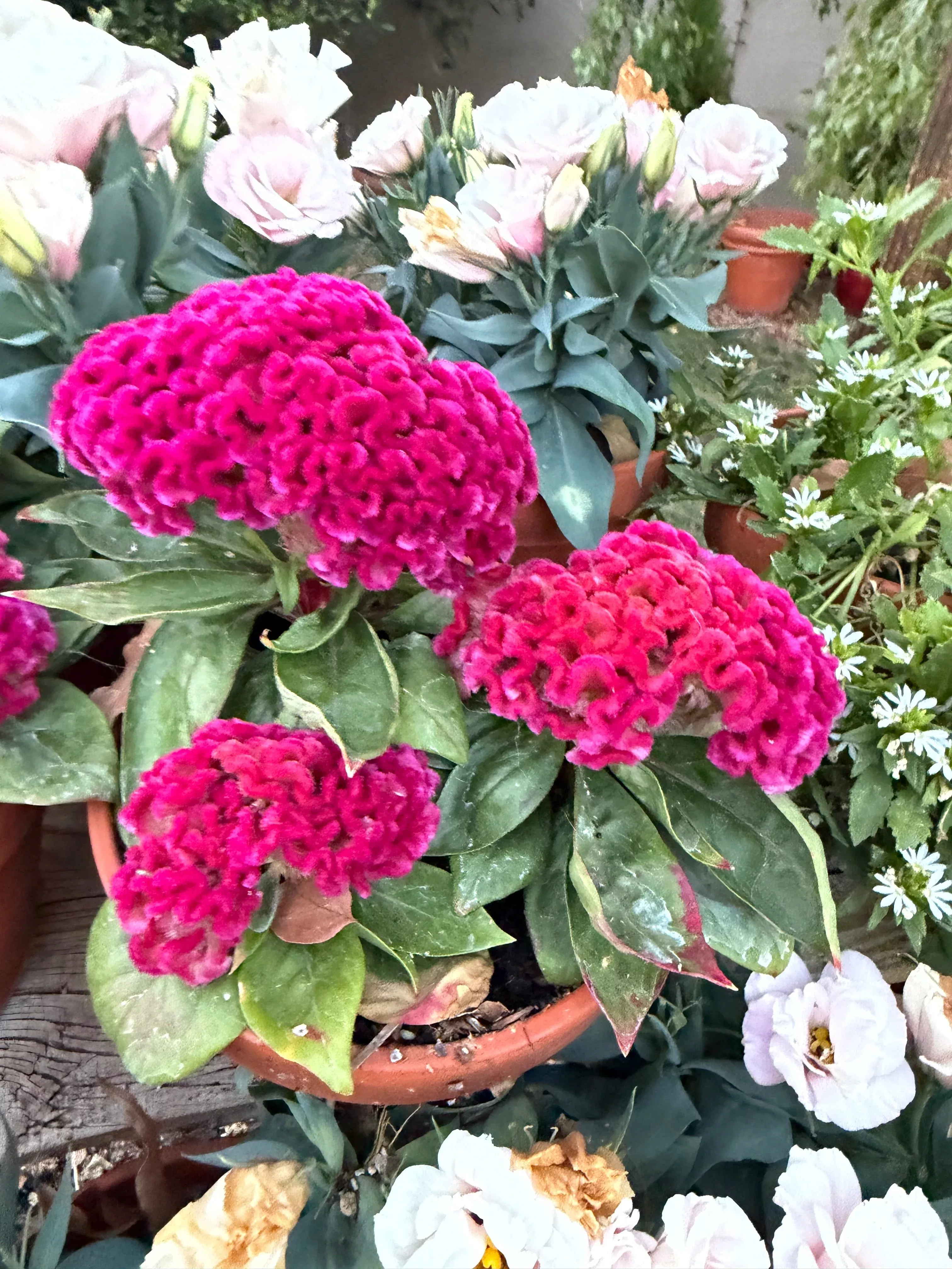 cockscomb-celosia-brainiac-think-pink-seeds Cockscomb celosia brainiac Think 'Pink' Seeds