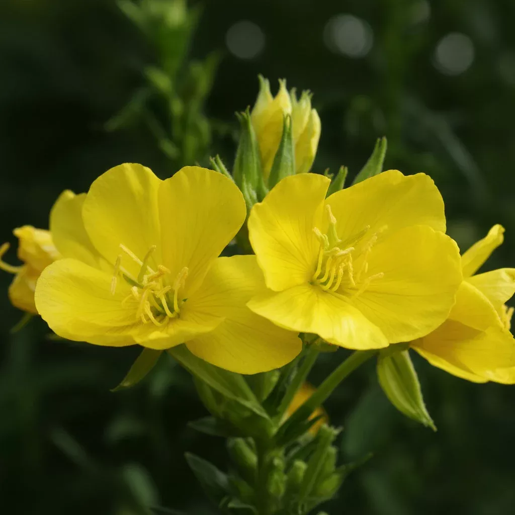 common-evening-primrose-seeds-oenothera-biennis-100-seeds-native-perennial-zones Common Evening Primrose Seeds (Oenothera biennis) – 100 Seeds, Native Perennial, Zones 3–11