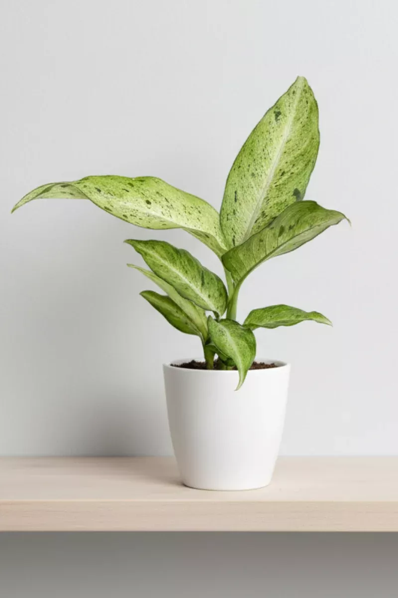 dieffenbachia-camouflage-6 Dieffenbachia, Camouflage 6"