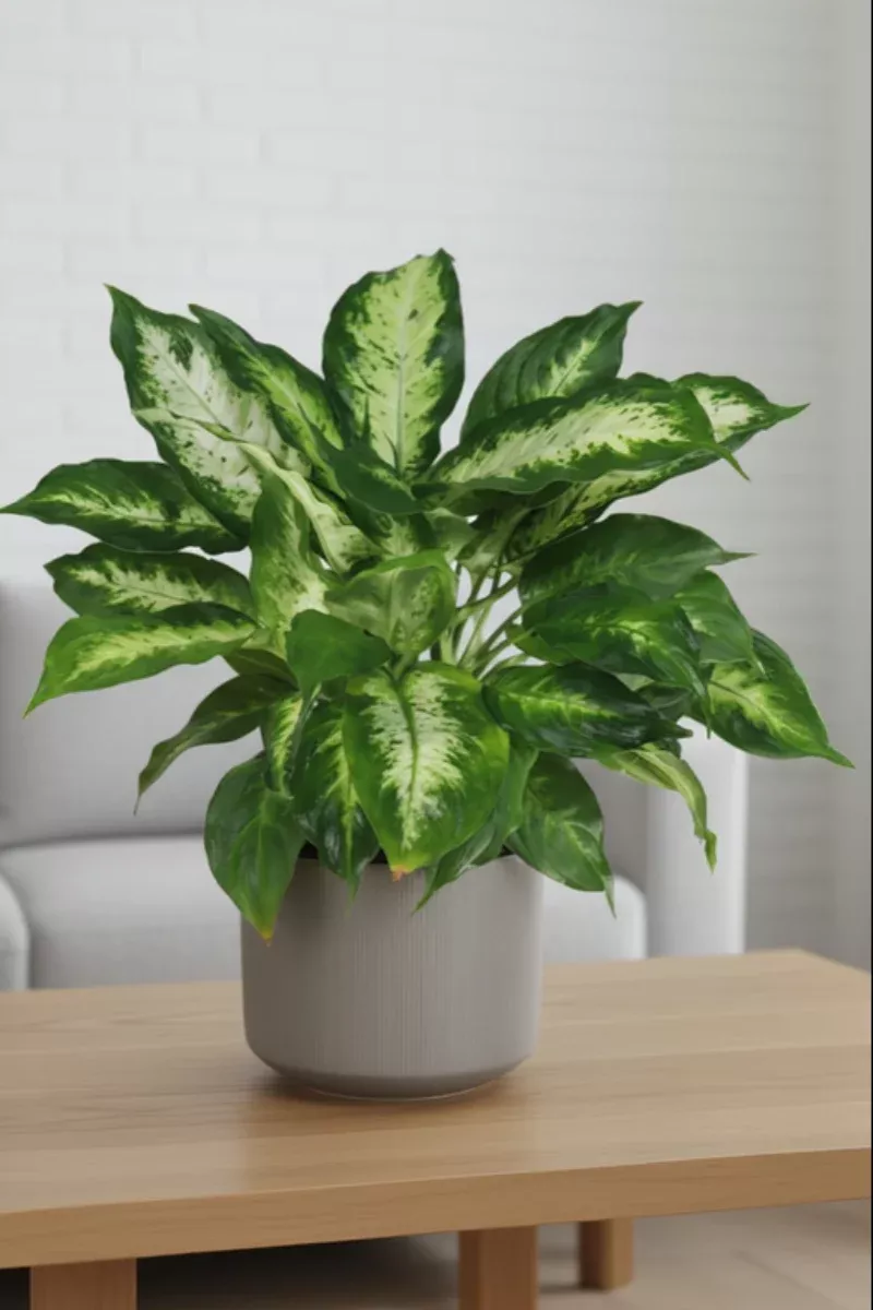 dieffenbachia-compacta-6 Dieffenbachia, Compacta 6"