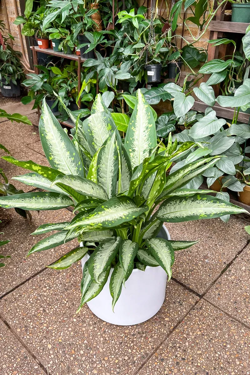 dieffenbachia-panther-10 Dieffenbachia, Panther 10"
