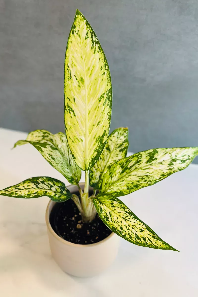 dieffenbachia-star-bright-4 Dieffenbachia, Star Bright 4"