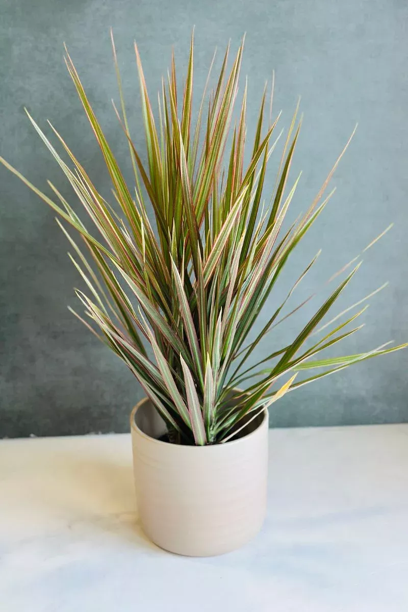 dracaena-bicolor-bush-6 Dracaena, BiColor Bush 6"