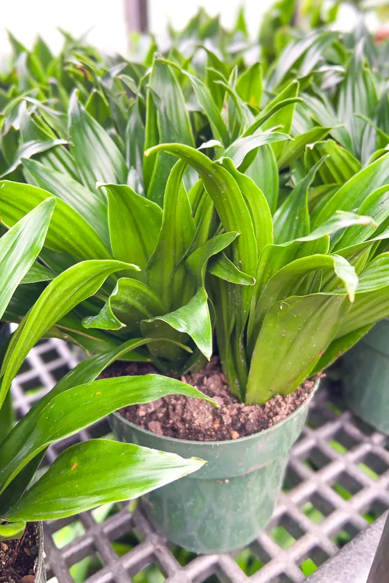 dracaena-janet-craig-compacta-6 Dracaena, Janet Craig Compacta 6"