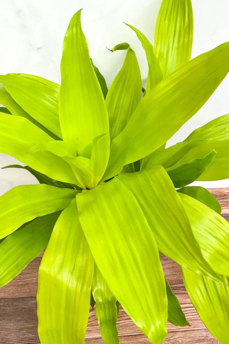 dracaena-limelight-10 Dracaena, Limelight 10"