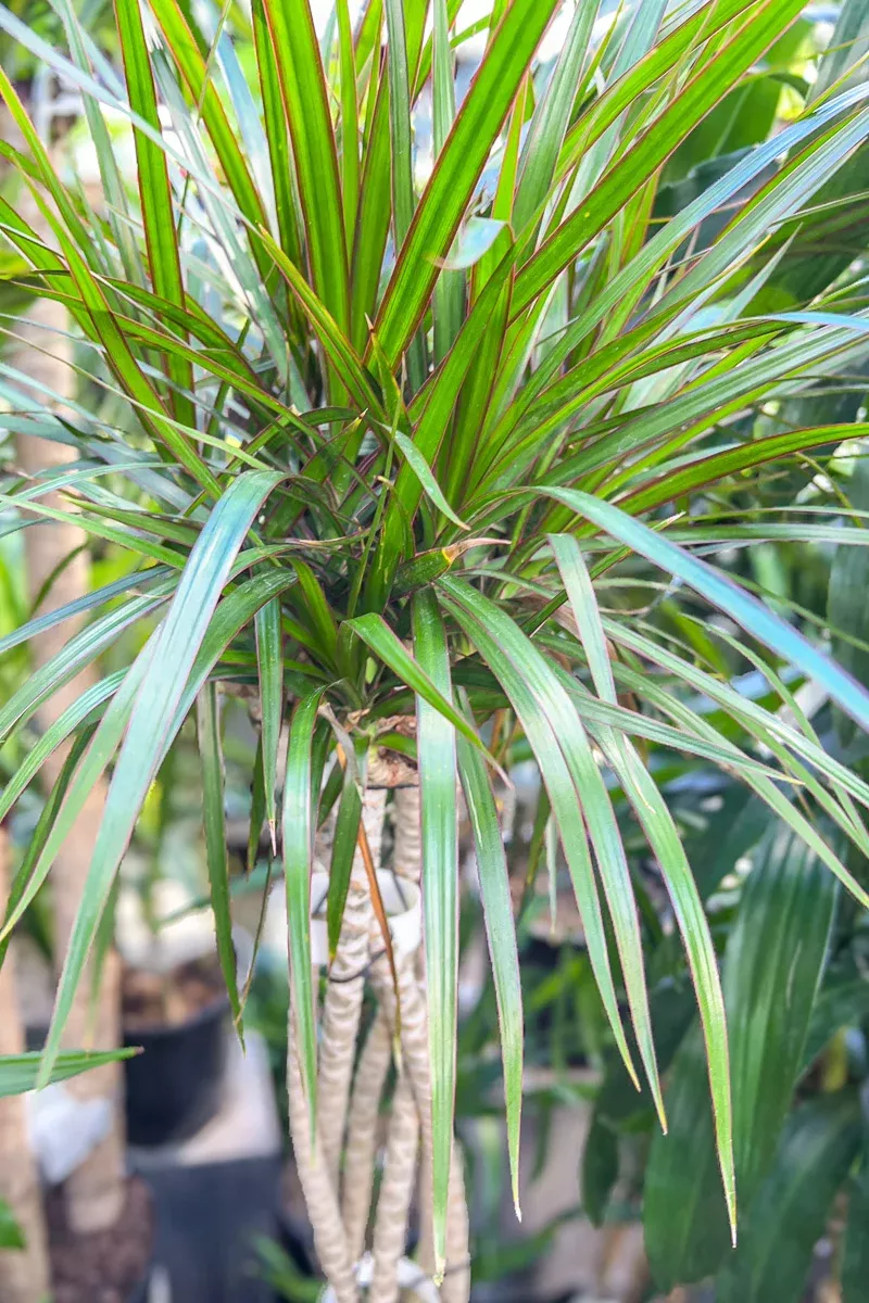 dracaena-marginata-10-flat-weave Dracaena, Marginata 10" Flat Weave