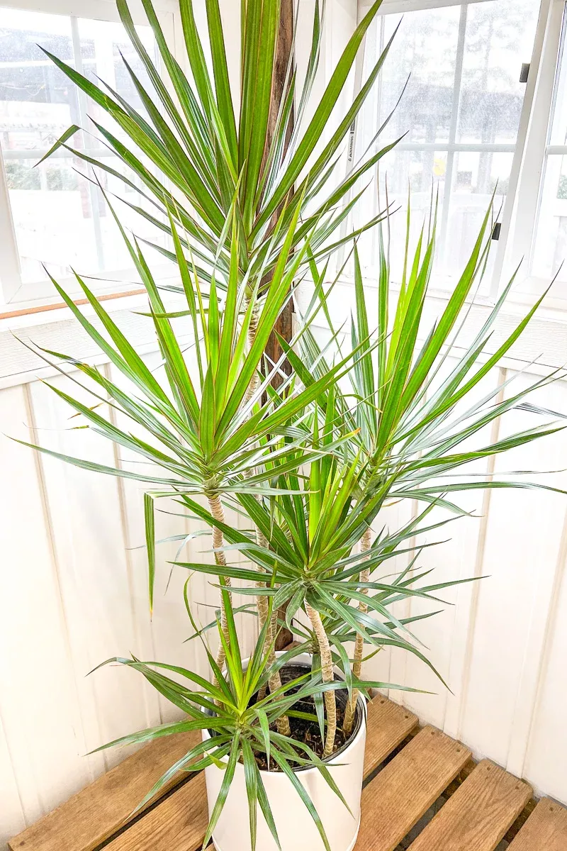 dracaena-marginata-14-staggered Dracaena, Marginata 14" Staggered