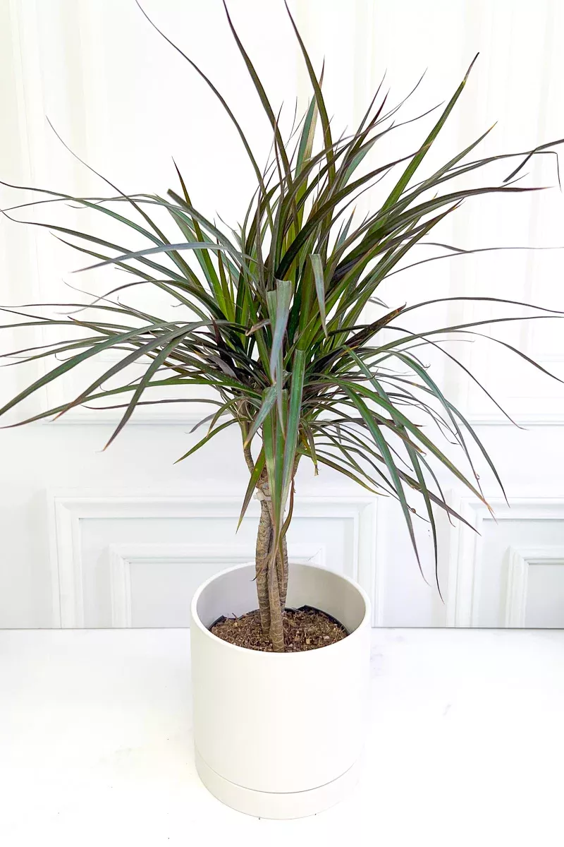 dracaena-marginata-6-braid Dracaena, Marginata 6" Braid