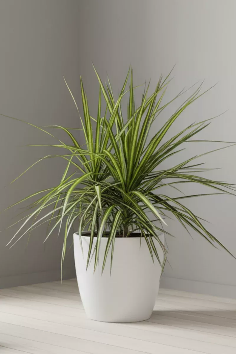 dracaena-marginata-kiwi-10 Dracaena Marginata Kiwi 10"