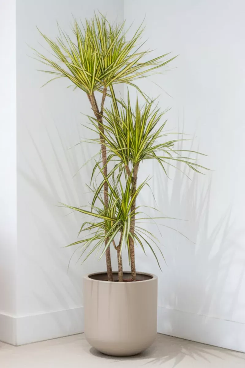 dracaena-marginata-kiwi-8-staggered Dracaena, Marginata Kiwi 8" Staggered