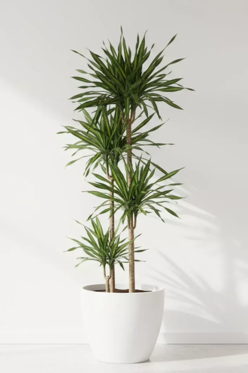 dracaena-rikki-cane-12-4-3-2-1 Dracaena, Rikki Cane 12" 4-3-2-1