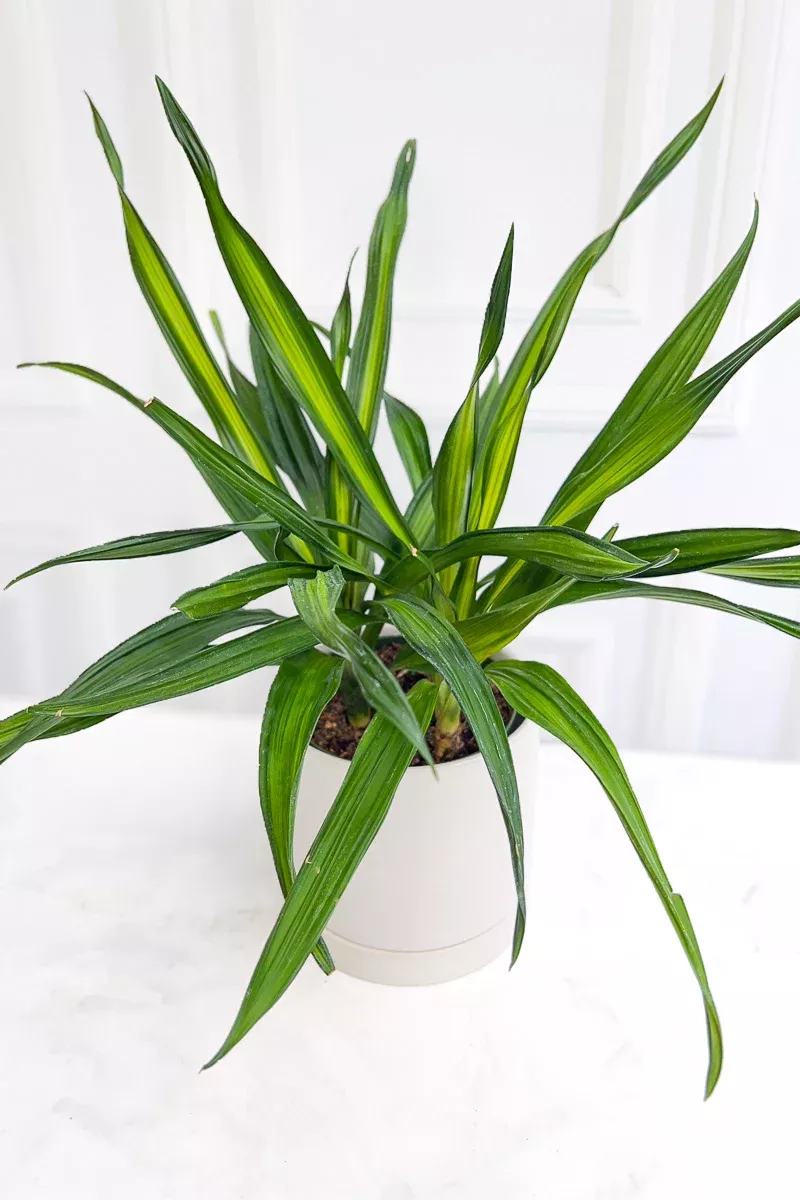 dracaena-rikki-tip-6 Dracaena, Rikki Tip 6"