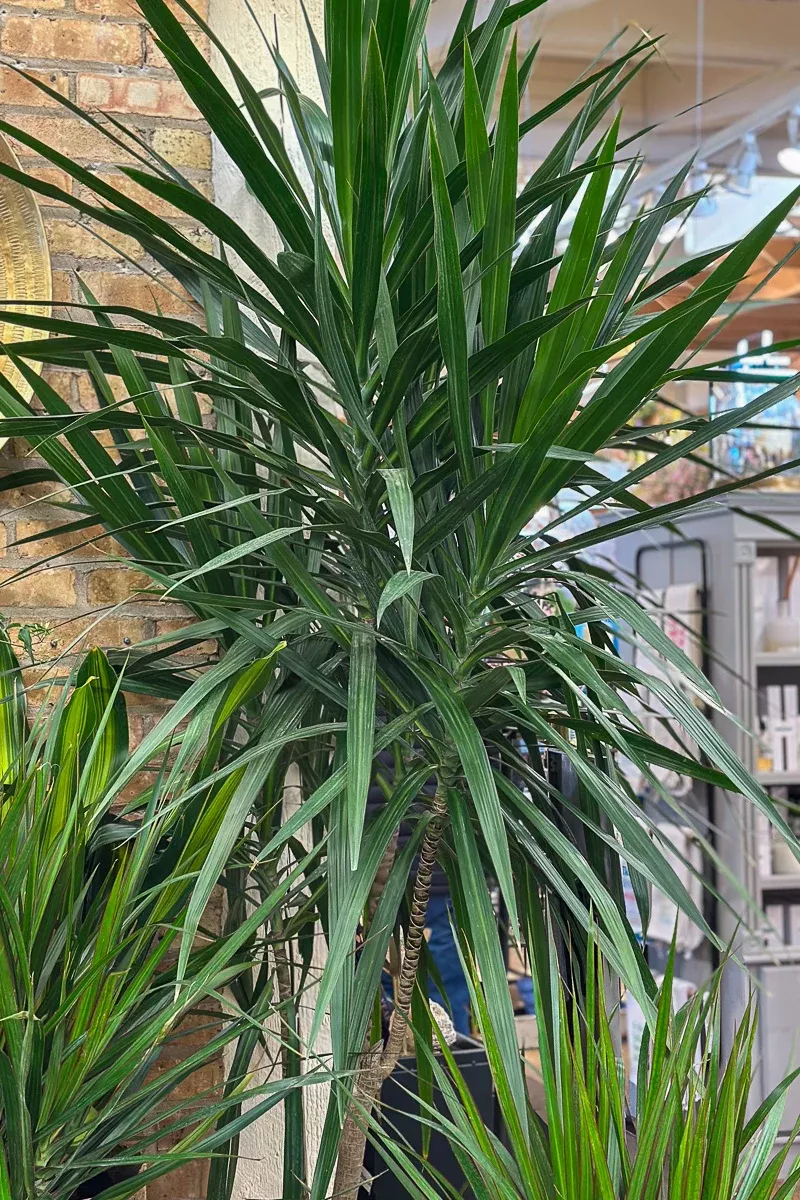 dracaena-tarzan-17 Dracaena, Tarzan 17"