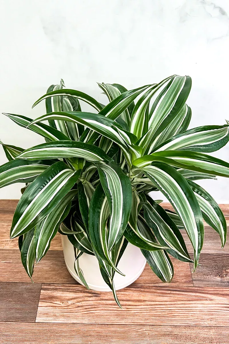 dracaena-warneckii-6 Dracaena, Warneckii 6"