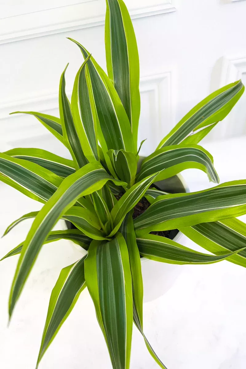 dracaena-warneckii-goldstar-6 Dracaena, Warneckii Goldstar 6"