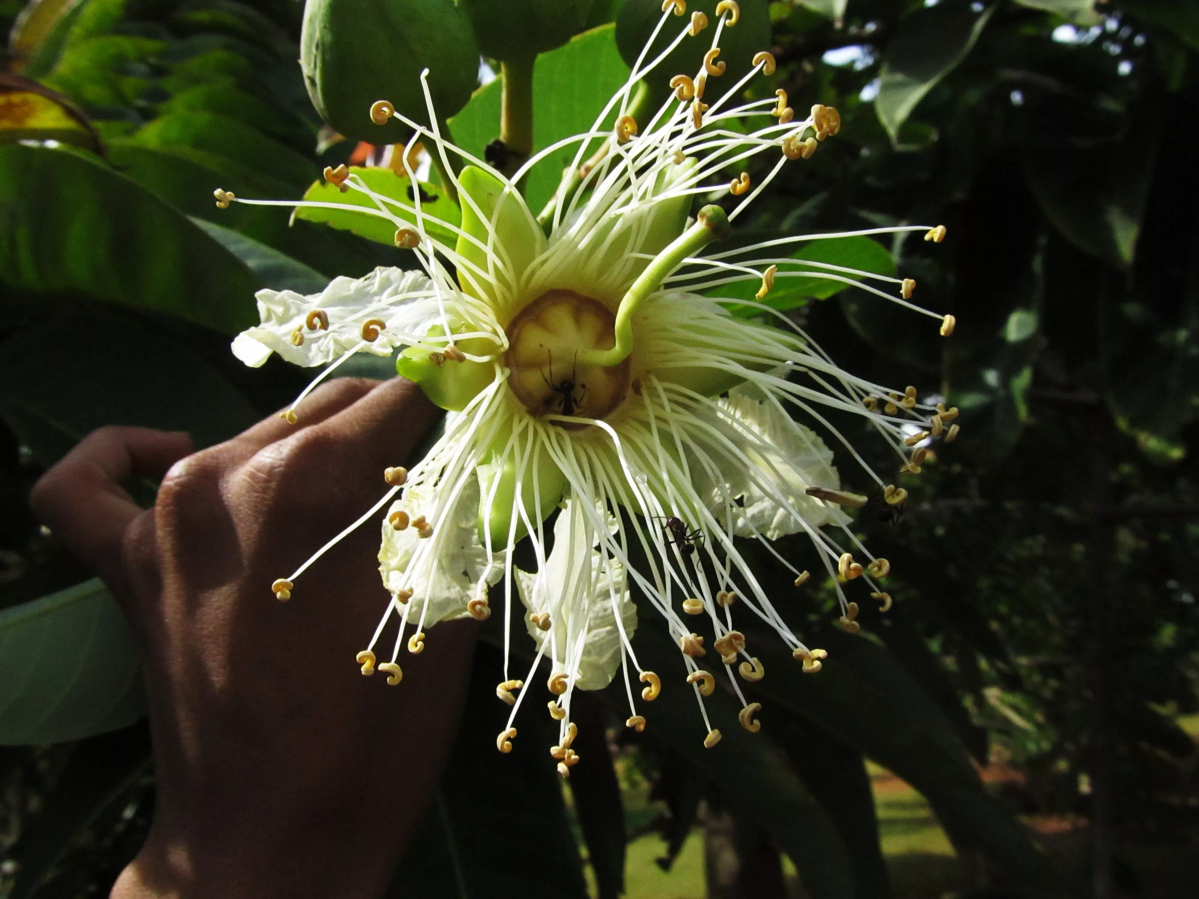 duabanga-grandiflora-edible-shade-tree-100-seeds-rare-tropical-large-flowers Duabanga Grandiflora Edible Shade Tree 100+ Seeds, Rare Tropical Large Flowers