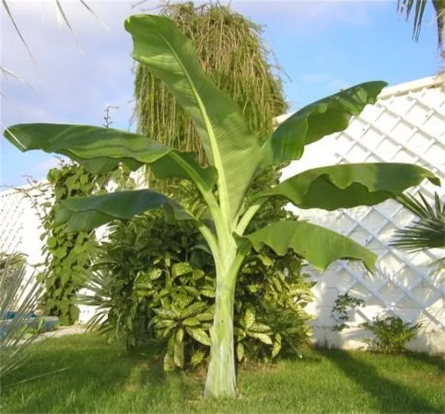 ensete-glaucum-snow-banana-tree-5-seeds-musa-perennial-massive-flower Ensete Glaucum Snow Banana Tree 5 Seeds, MUSA Perennial Massive Flower