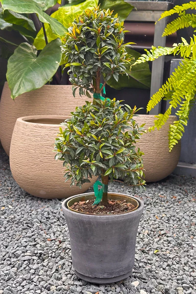 eugenia-globulus-2-ball-6-topiary Eugenia, Globulus 2-Ball 6" Topiary