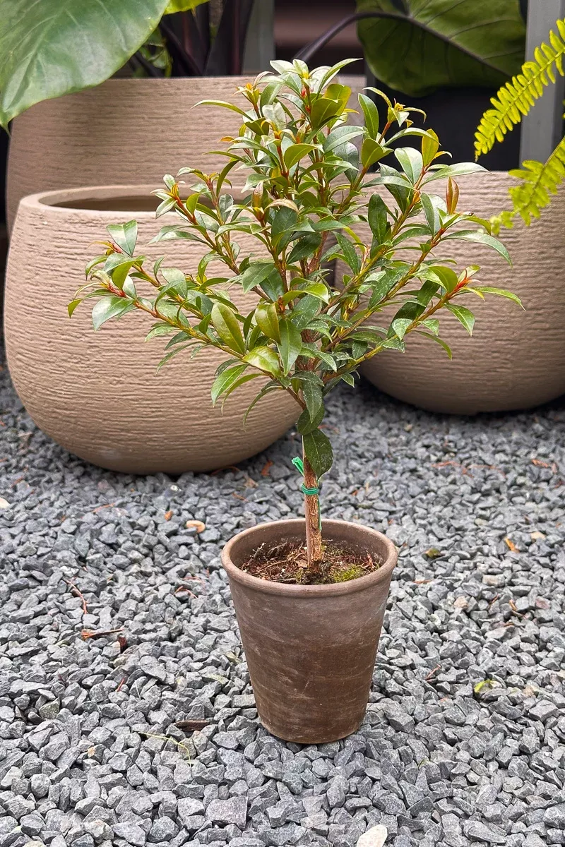 eugenia-topiary-single-ball-4 Eugenia, Topiary (Single Ball) 4"