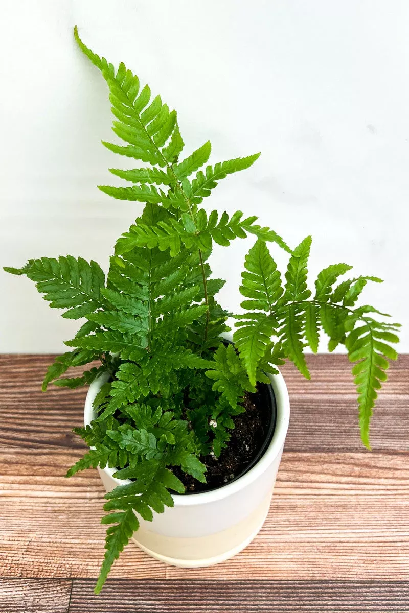 fern-autumn-6 Fern, Autumn 6"