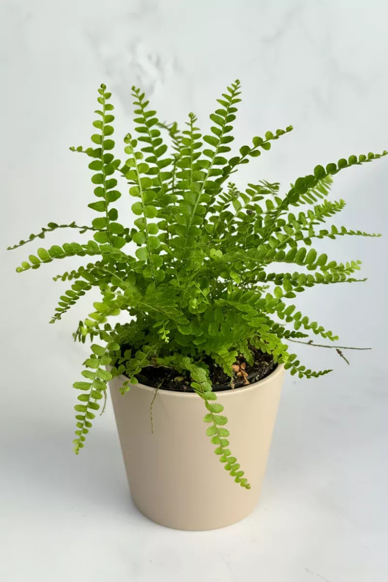 fern-lemon-button-3-5 Fern, Lemon Button 3.5"