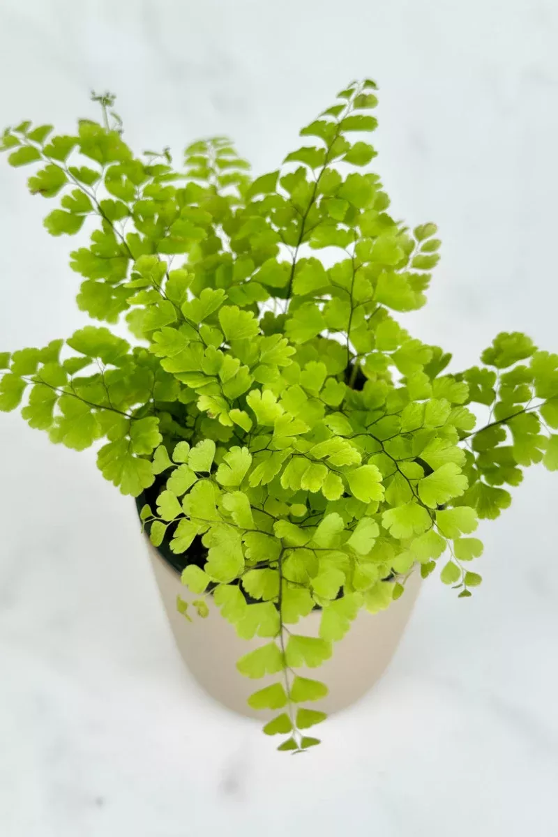 fern-maidenhair-fritz-3-5 Fern, Maidenhair Fritz 3.5"
