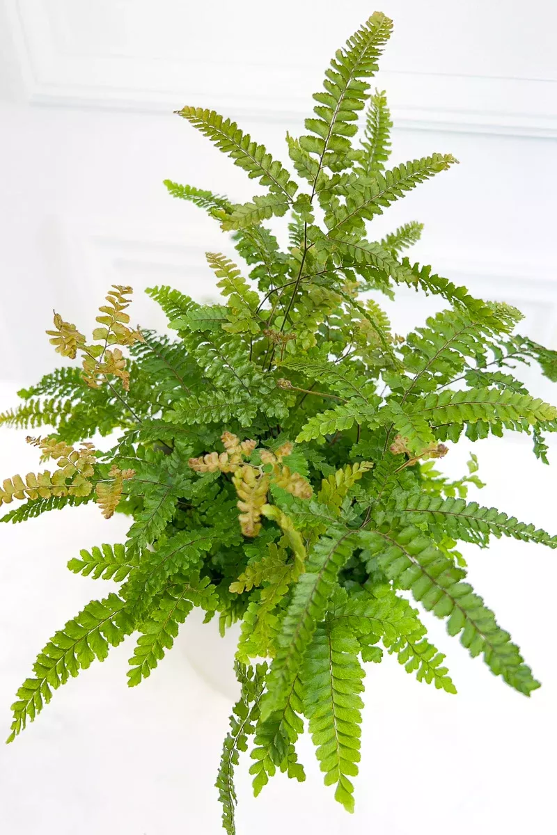 fern-maidenhair-rosy-6 Fern, Maidenhair Rosy 6"